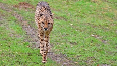 Gepard (7).jpg
